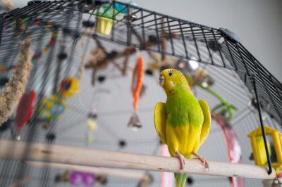 Parakeet Health Insurance, Parakeet Insurance, New York